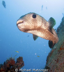 Porcupine fish above the Corinthian in St. Kitts by Michael Matzinger 